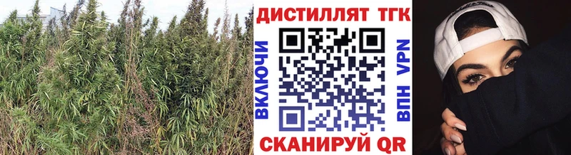 Купить где Кувшиново ТГК концентрат