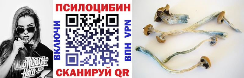 Купить закладки  Кувшиново  Псилоцибиновые грибы мицелий 